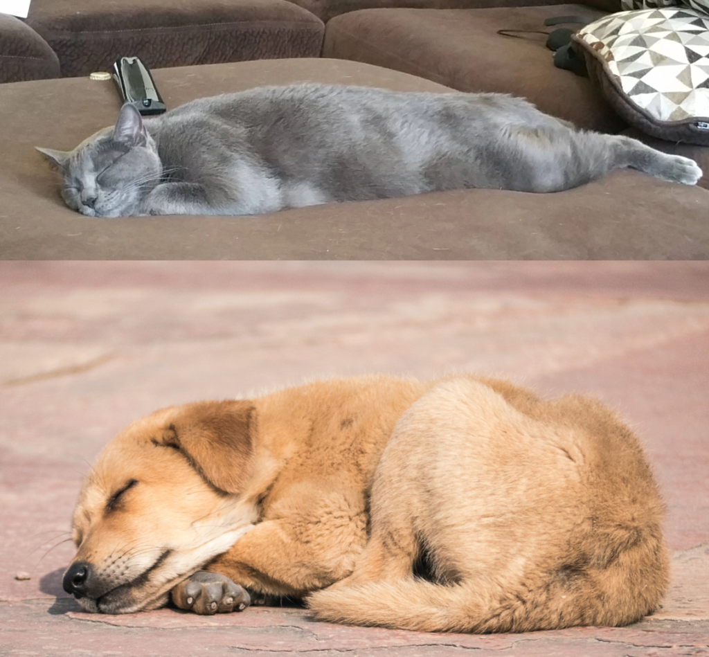 Dormire